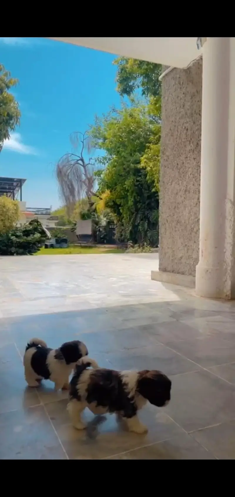 Shih tzu pair — photo 7