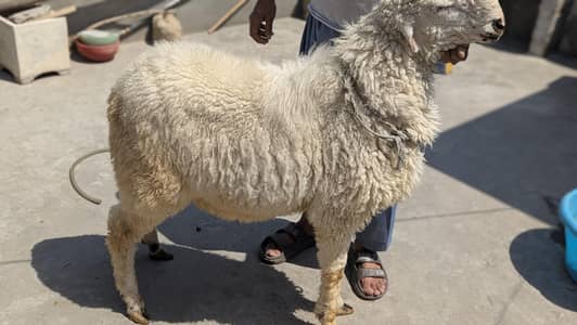 bakra
