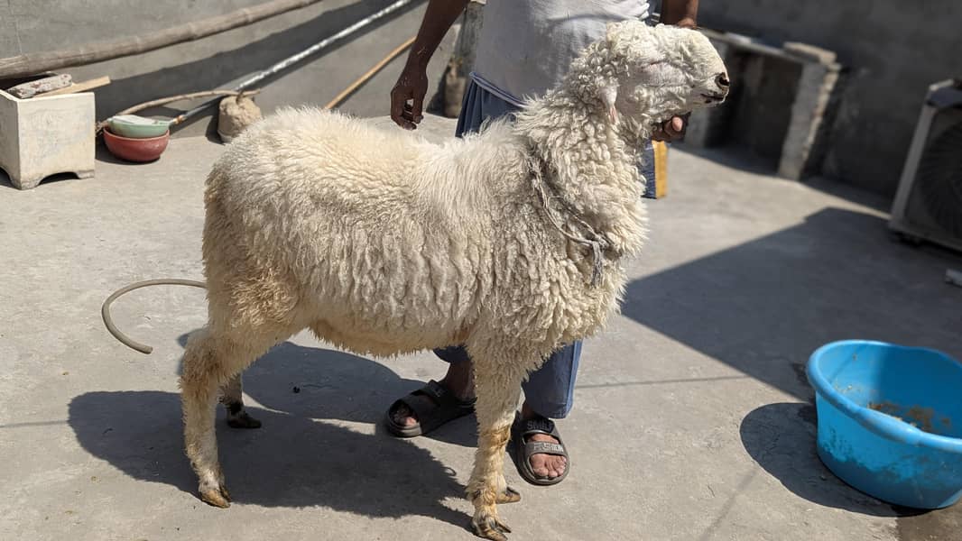 bakra 1