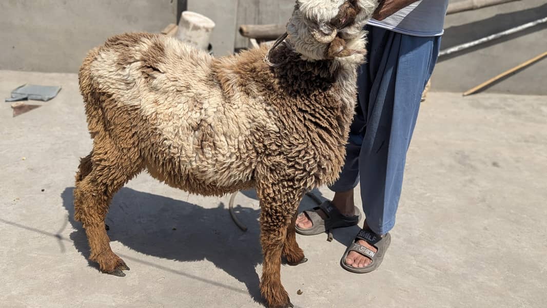bakra 4