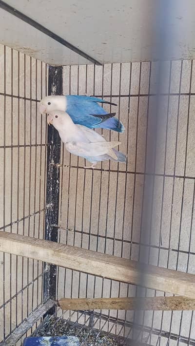 pail fallow/ lovebirds, albino red eyes