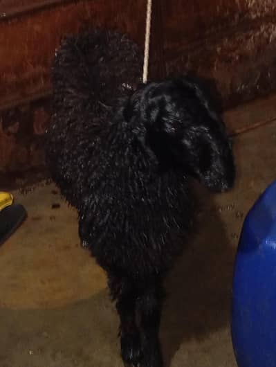 new add dumba jutt black for sale