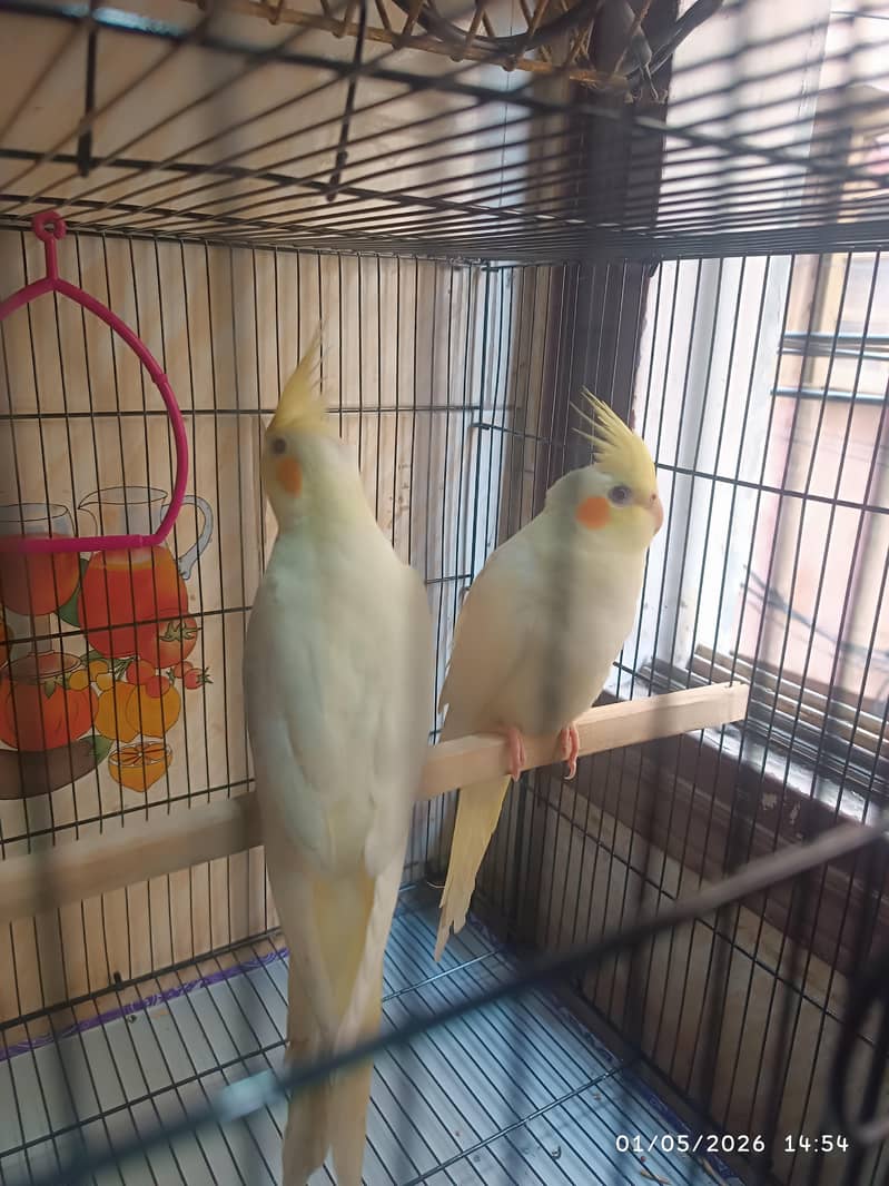 Parrots 0