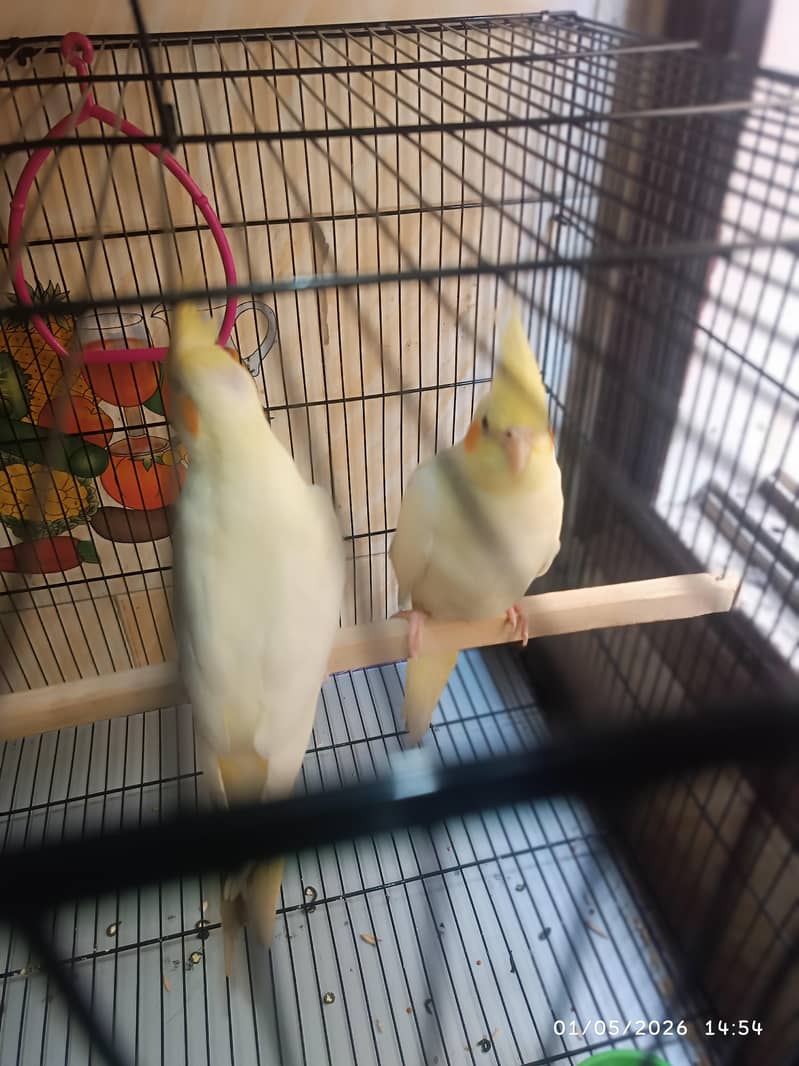 Parrots 1