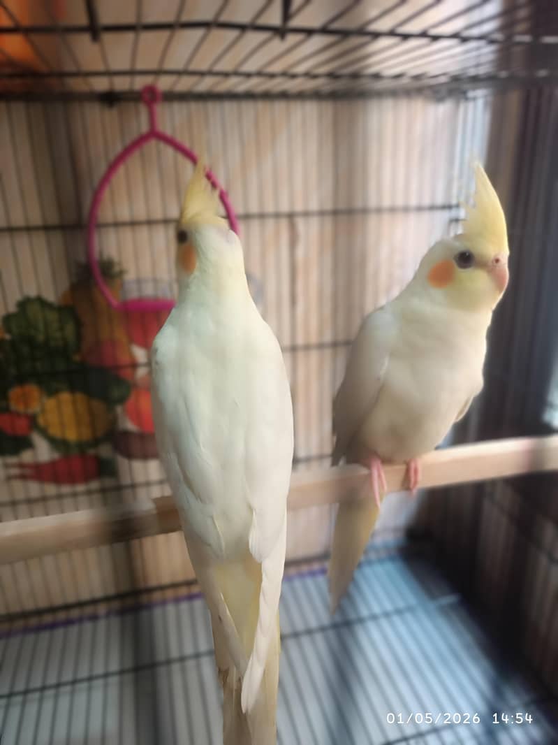 Parrots 2