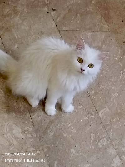 white Persian female cat