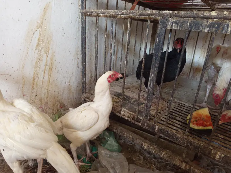 Aseel paper white male female and kurak madian white black cheeni — photo 4