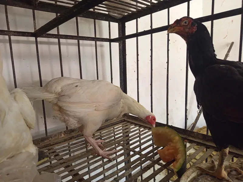 Aseel paper white male female and kurak madian white black cheeni — photo 6