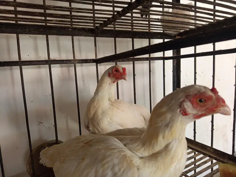 Aseel paper white male female and kurak madian white black cheeni — photo 7