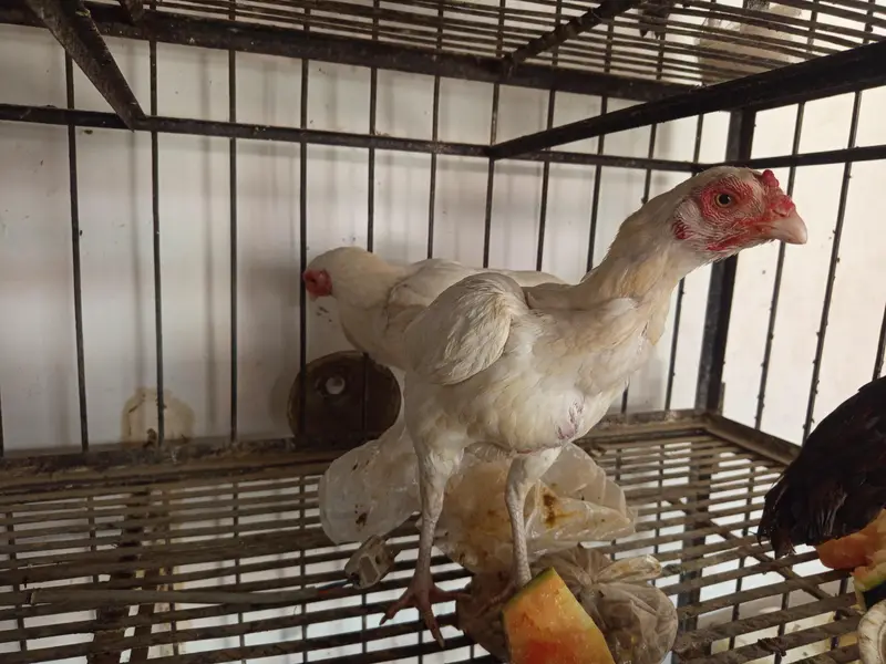 Aseel paper white male female and kurak madian white black cheeni — photo 8