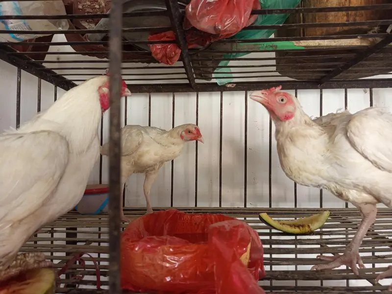 Aseel paper white male female and kurak madian white black cheeni — photo 9