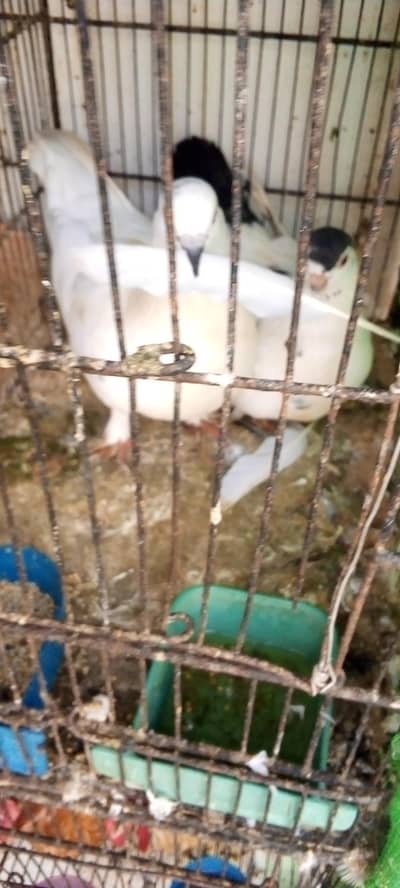 I'm selling my piegon contact 03422956864