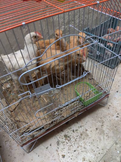 chicks