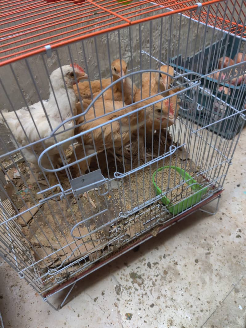 chicks 0