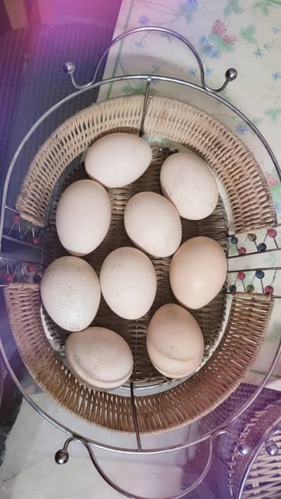 peacock  eggs  for sale