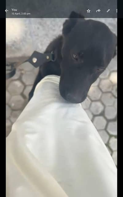 TAIWANIAN DOG