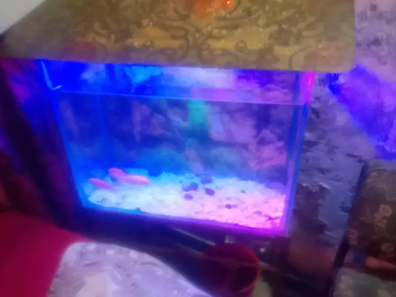 fish aquarium for urgent sale