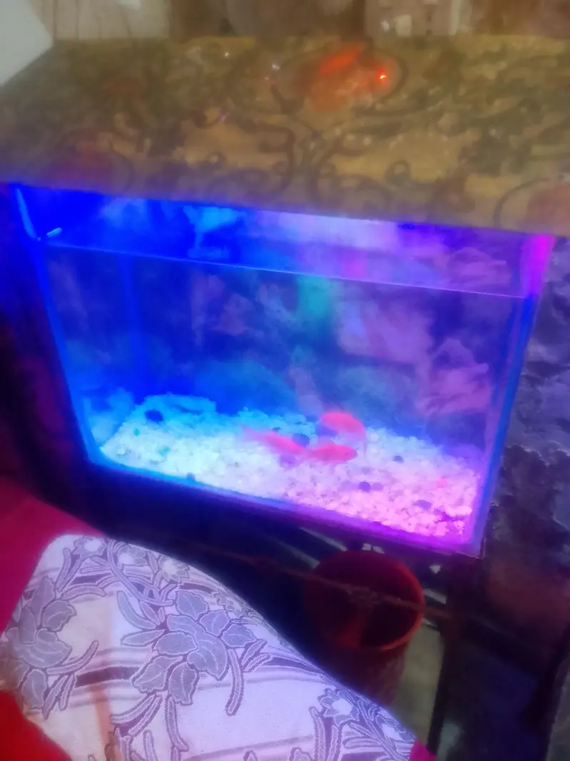 fish aquarium for urgent sale — photo 2