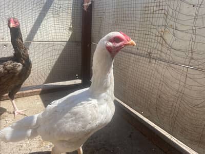 white aseel murgi for sale