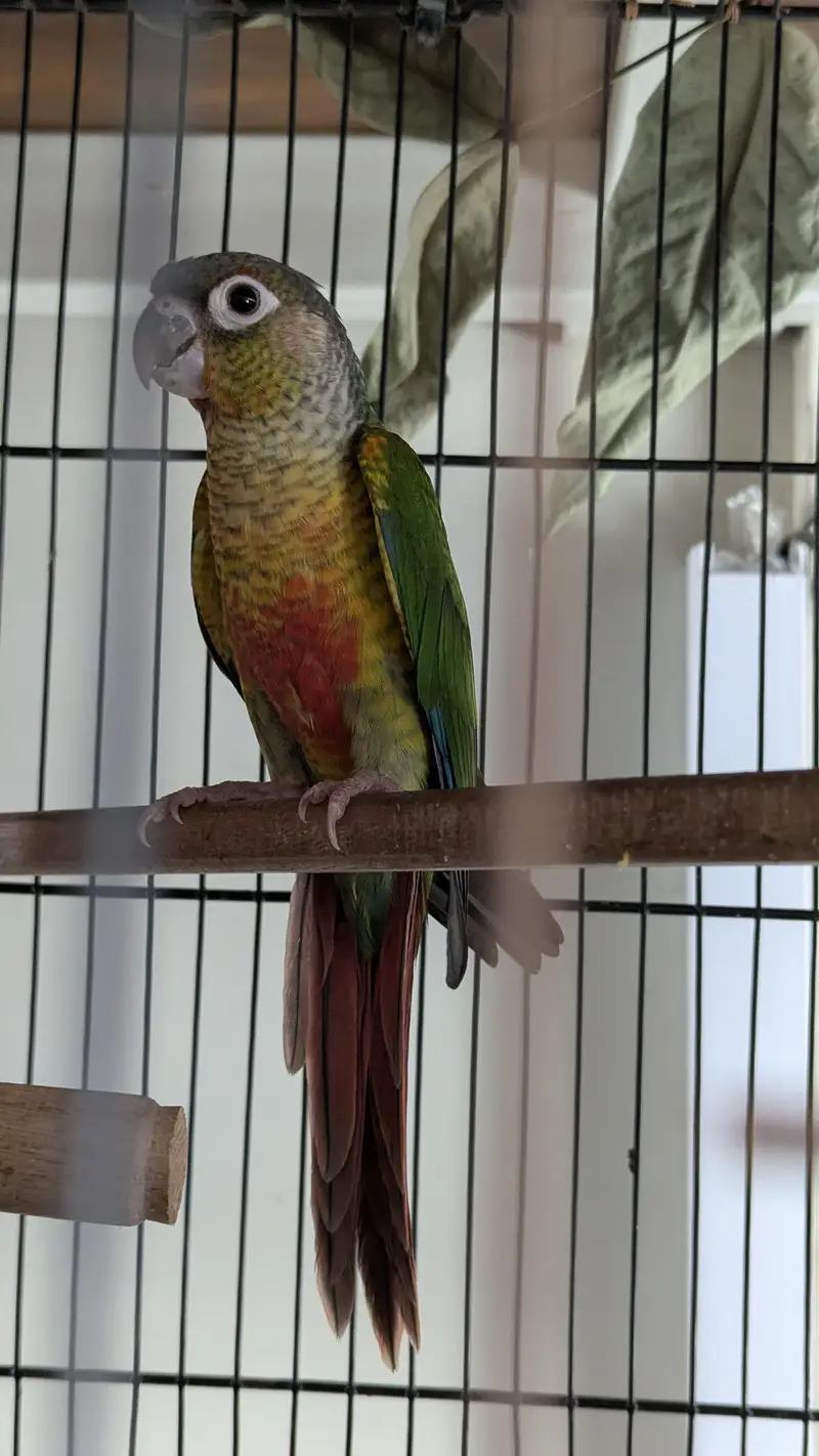 Green cheek conure — photo 2