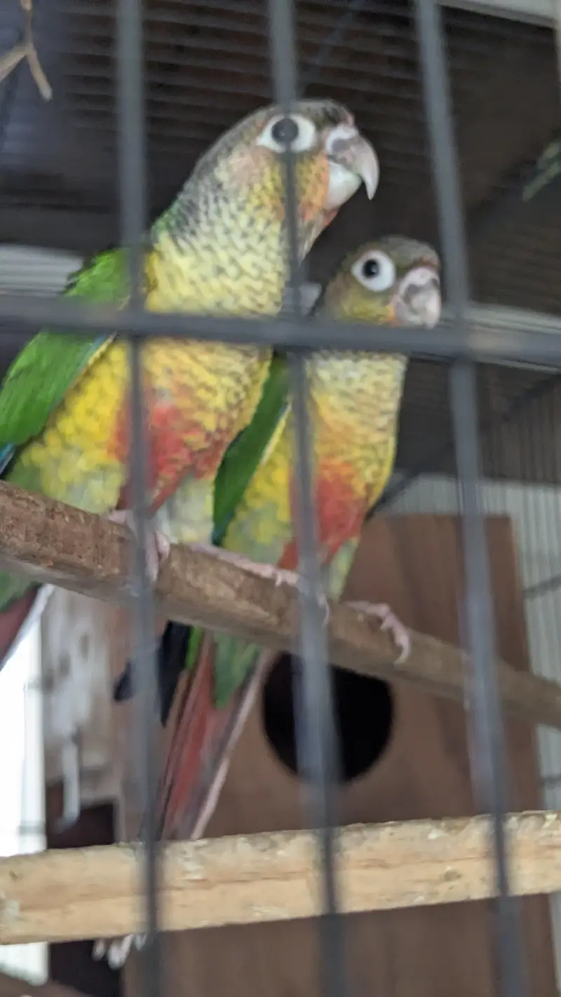 Green cheek conure — photo 3
