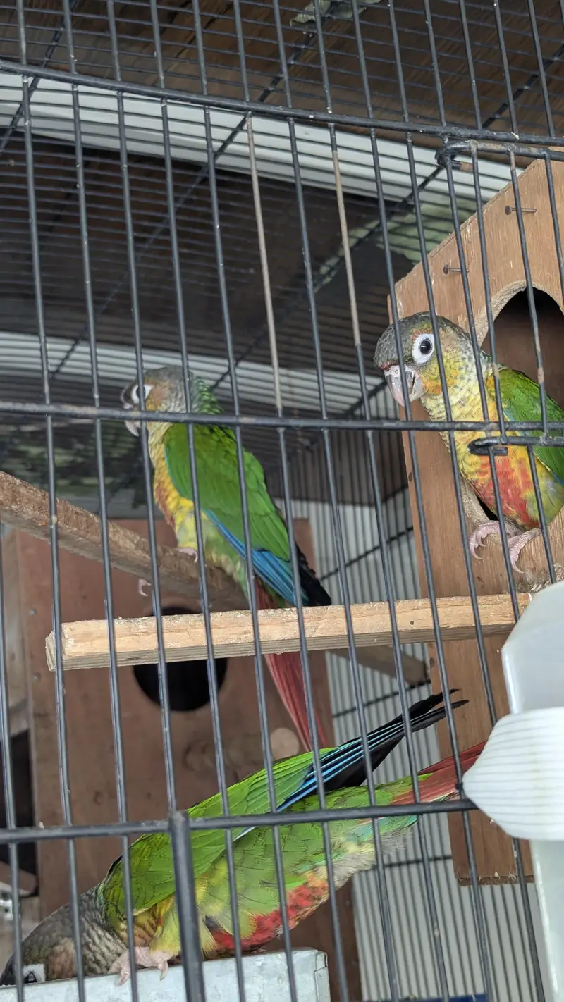 Green cheek conure — photo 4