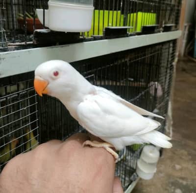 Love Birds Pairs