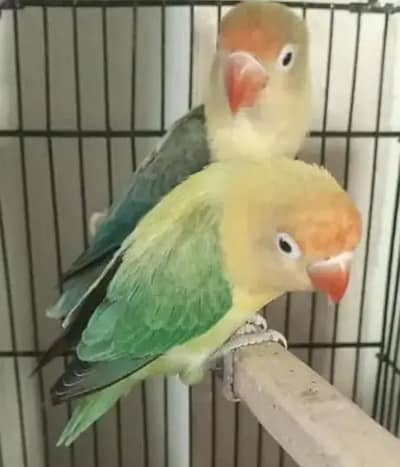 Pair Breeder Parrots Love Birds