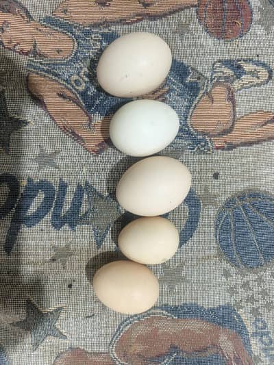 Hen Eggs for sell
