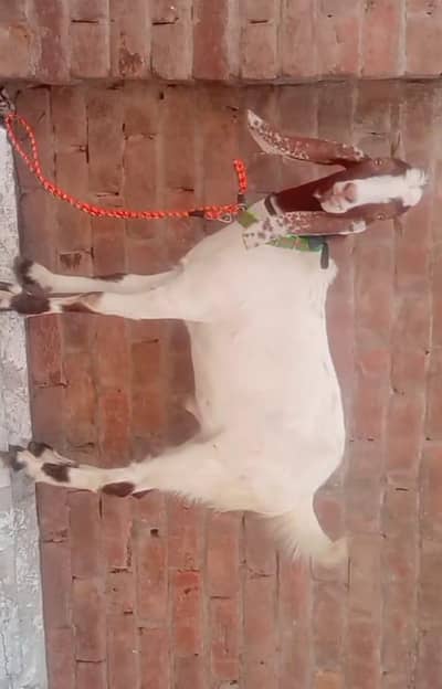 Donda khasi Bakra