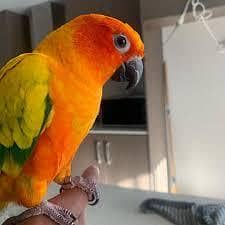 sunconure 0