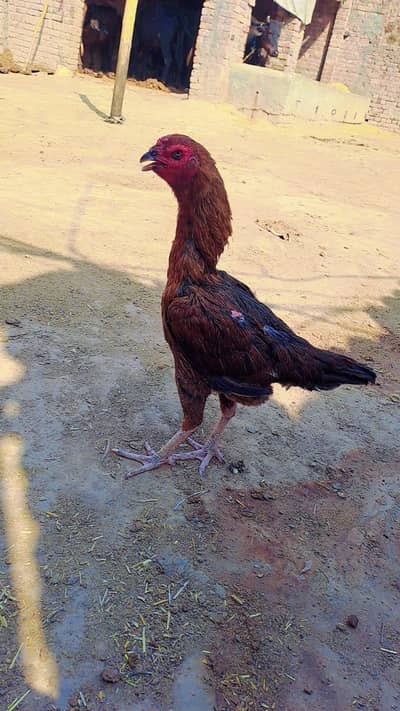 Madi for sale location Faisalabad dhudi wala