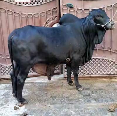 kala Bachray for sale 2 bail