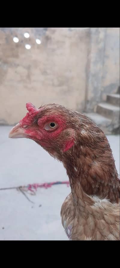 ASEEL HENS FOR SALE IN ISLAMABAD