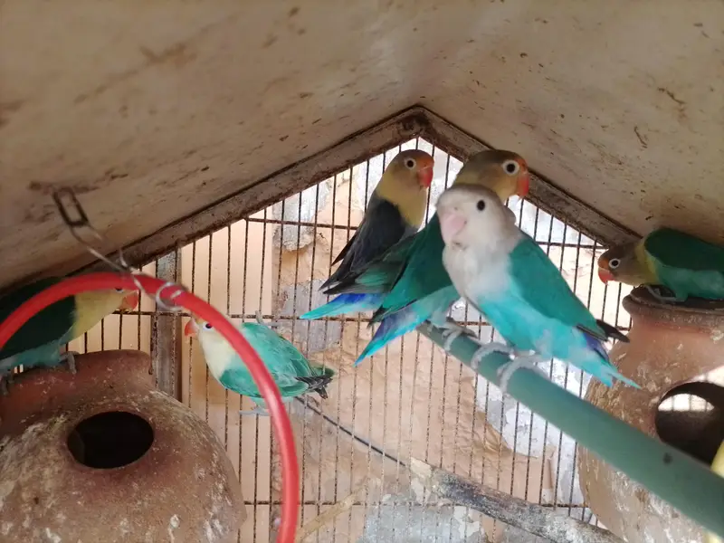 Healthy and active LOVEBIRDS — photo 2