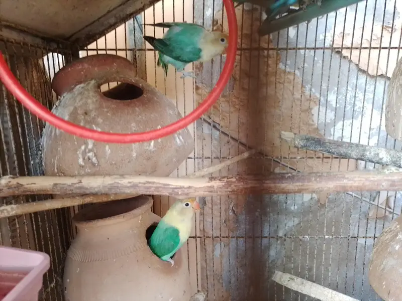 Healthy and active LOVEBIRDS — photo 3
