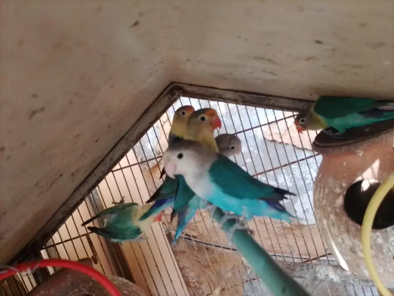 Healthy and active LOVEBIRDS — photo 4