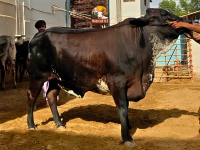 Qurbani bachray or bachriyan | Shehr k becho bech | Qurbani 2026