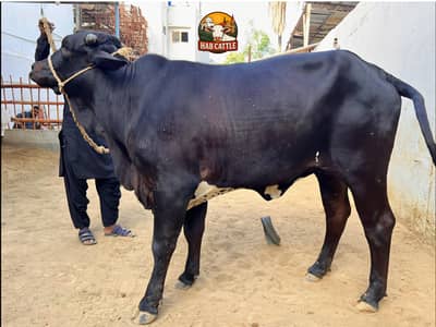 Qurbani bachray or bachriyan | Shehr k becho bech | Qurbani 2026