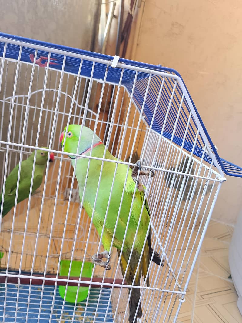 ringneck 0