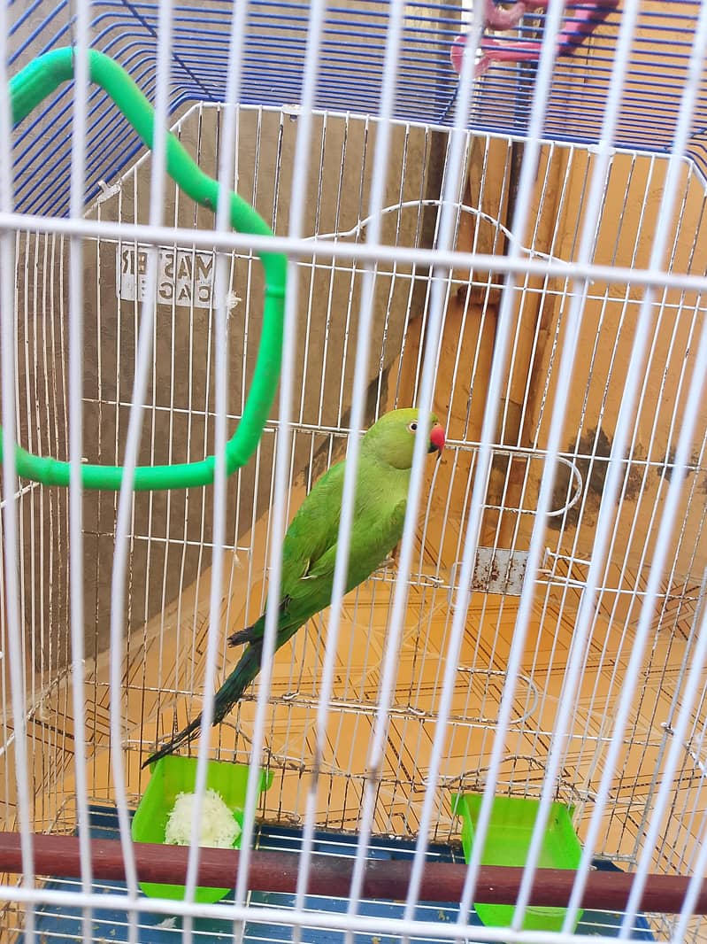 ringneck 1