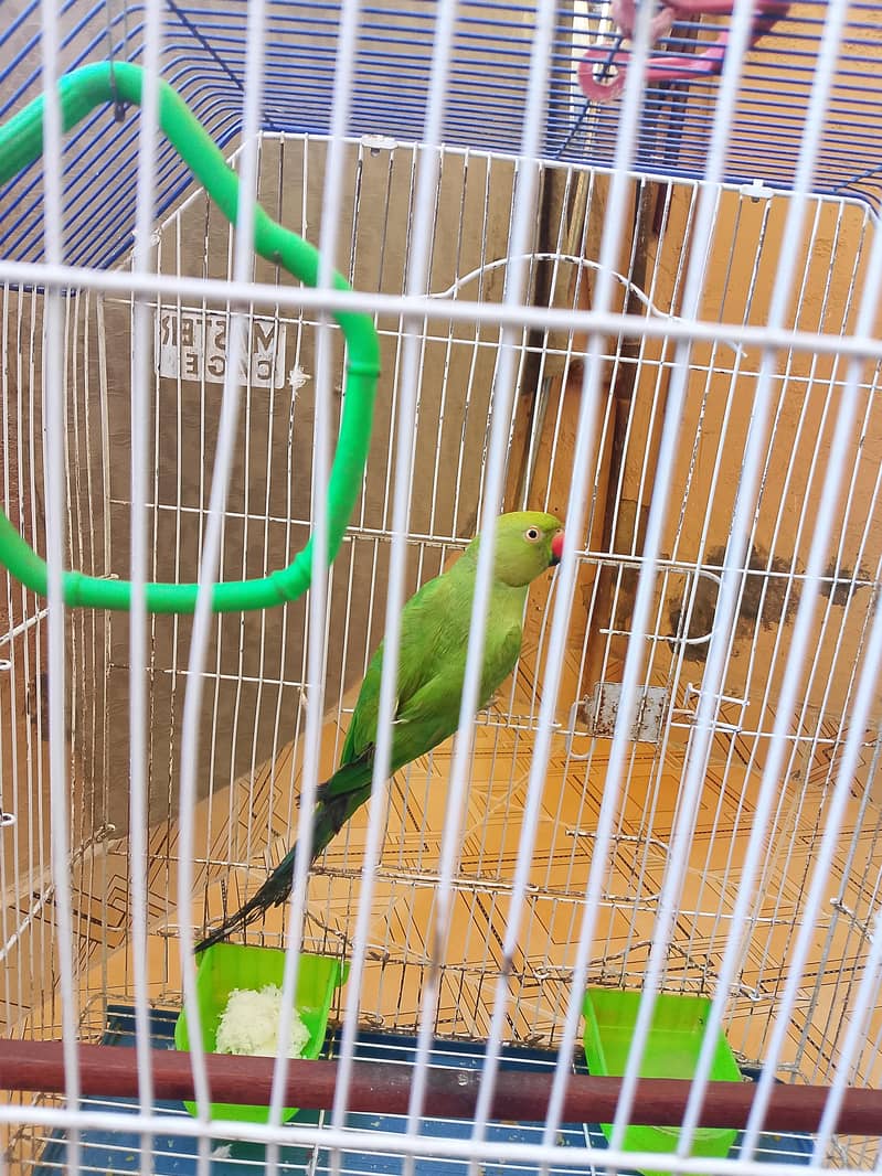 ringneck 2
