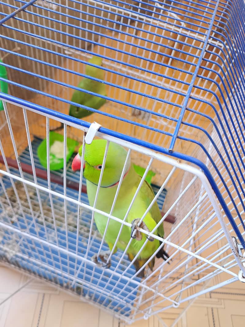 ringneck 3