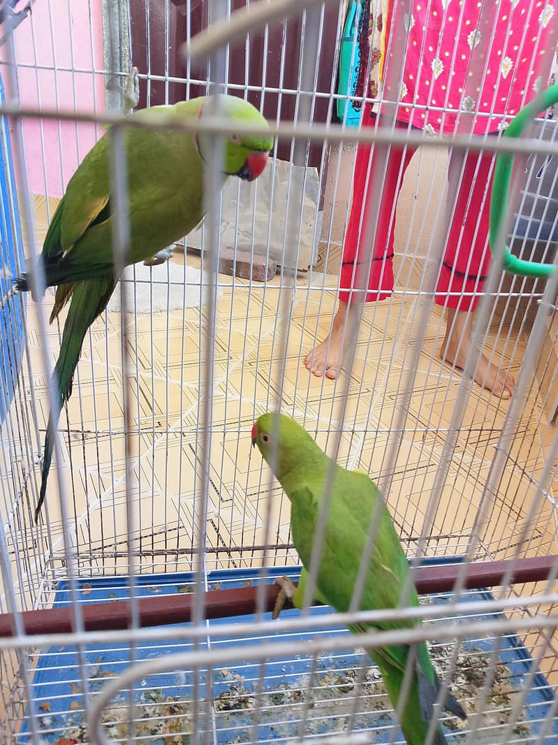 ringneck 4