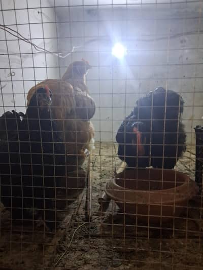 1 murgha 4 female