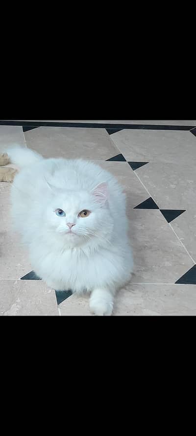 Perisan cats for sale