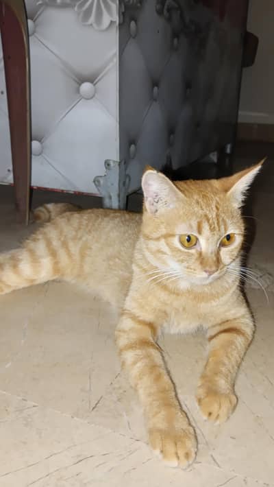 Kitten For Adoption
