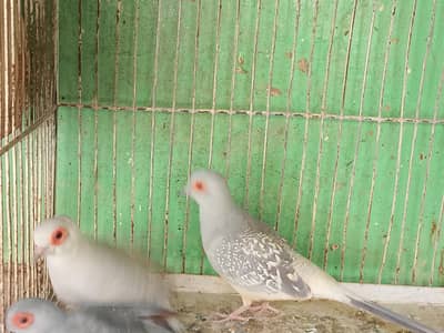 Dove + iron cage