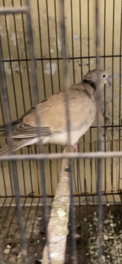 khumary dove white