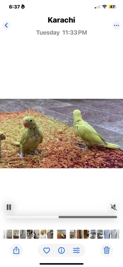 Yellow , Rambo & turquoise Ringneck